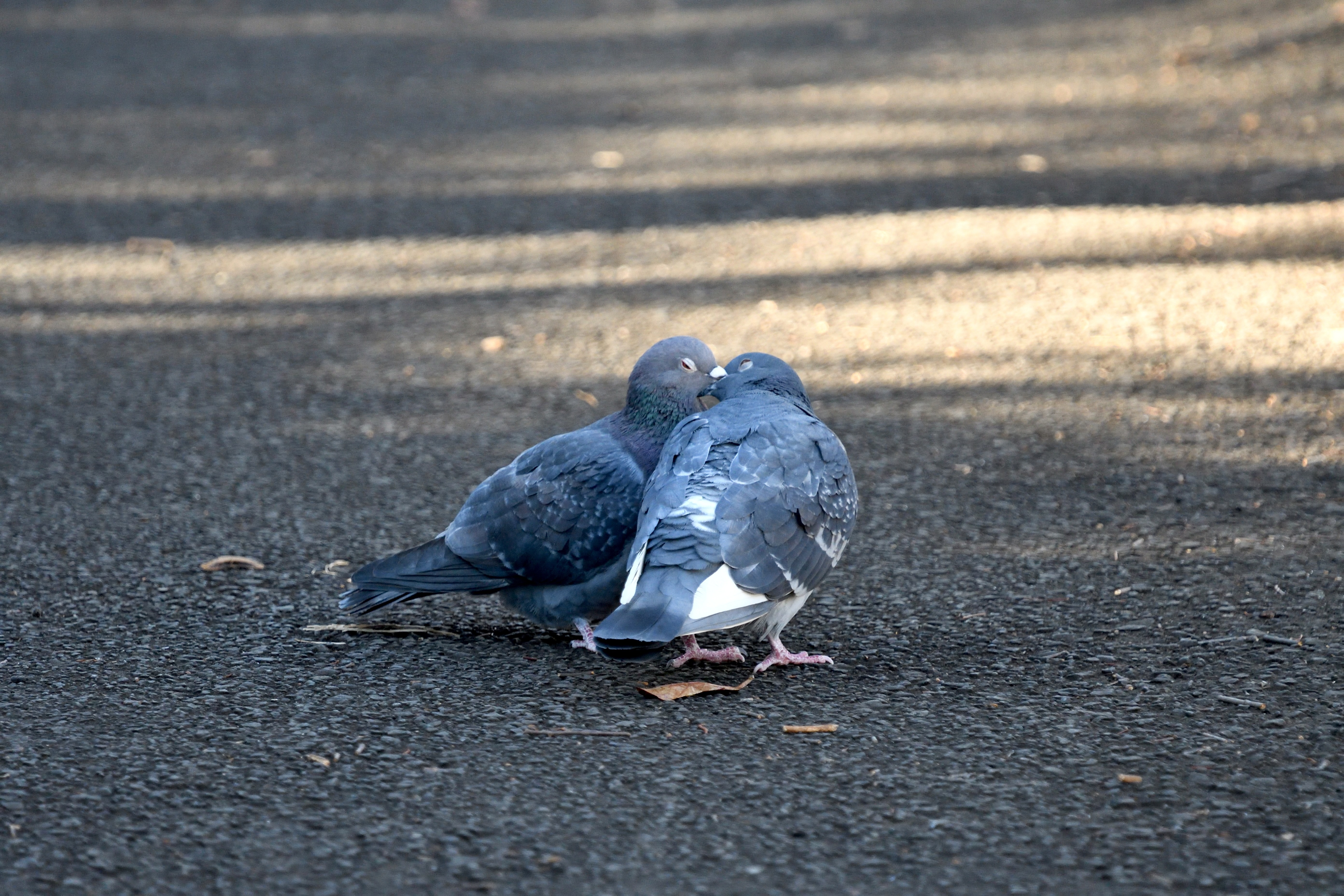 ハト_06.JPG