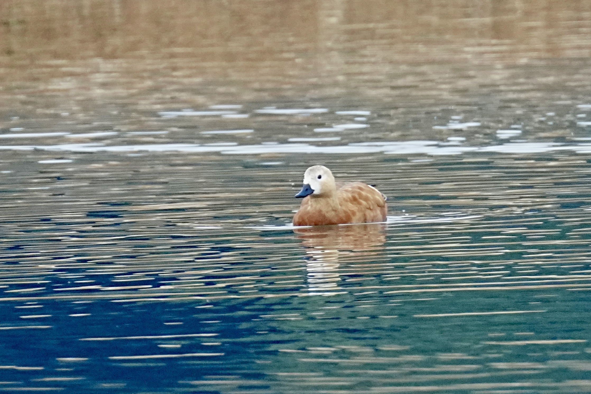 DSC05368.jpeg