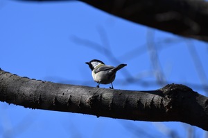 シジュウカラ_01.JPG