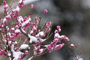 梅雪.jpg