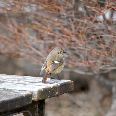 ジョウビタキ.jpg