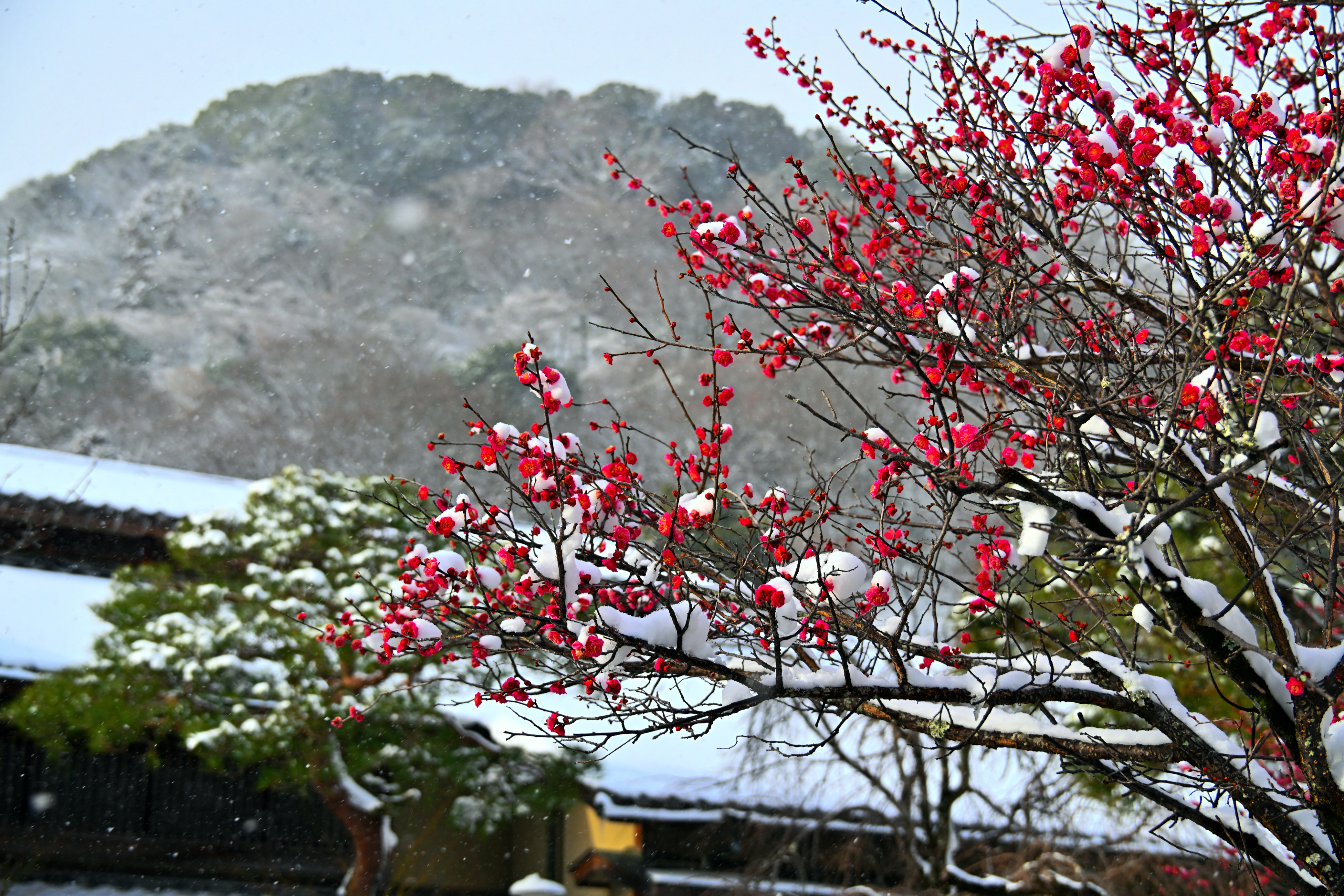 DSC_7198.jpg