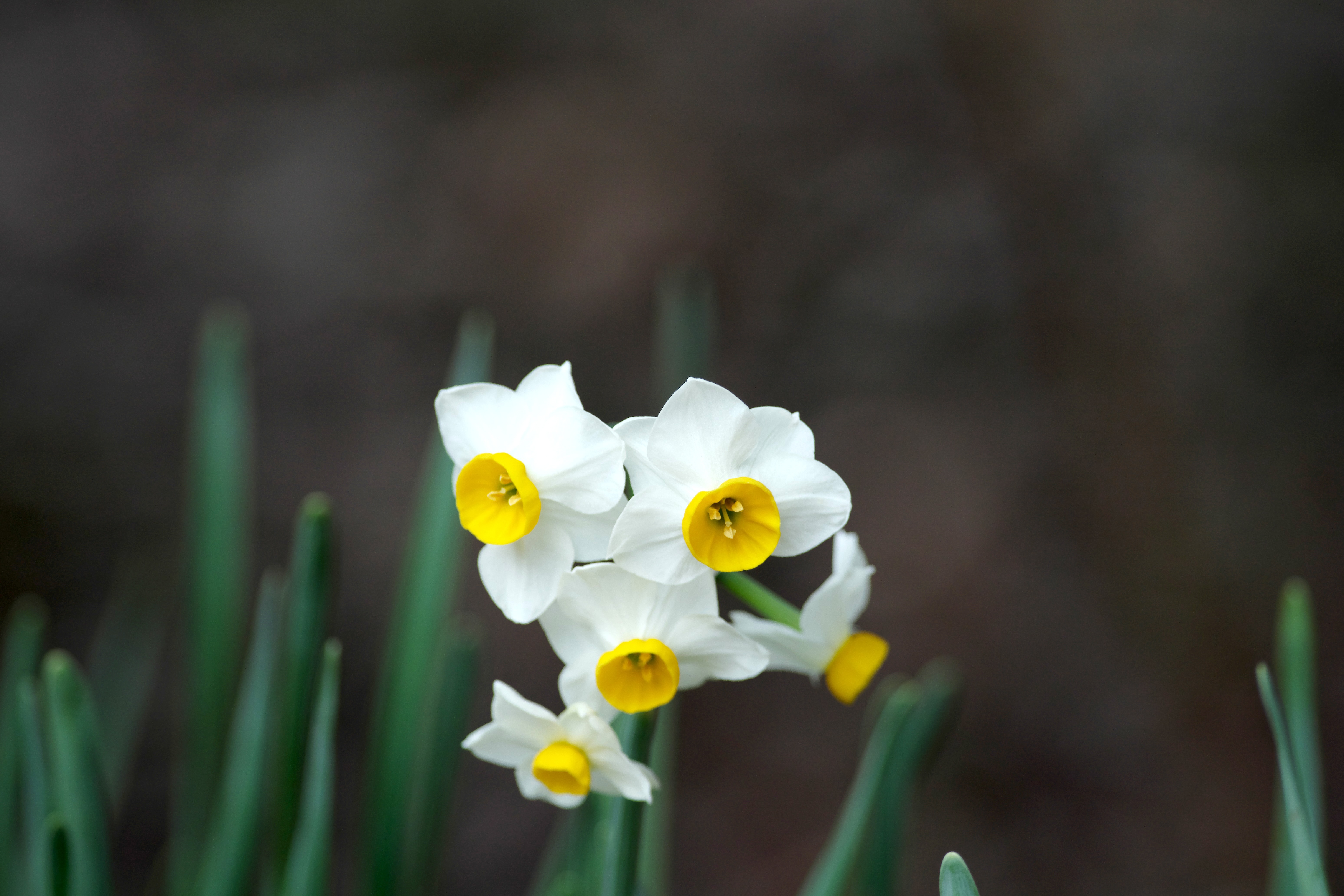 水仙１.jpg
