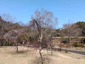 枝垂れ梅.jpeg