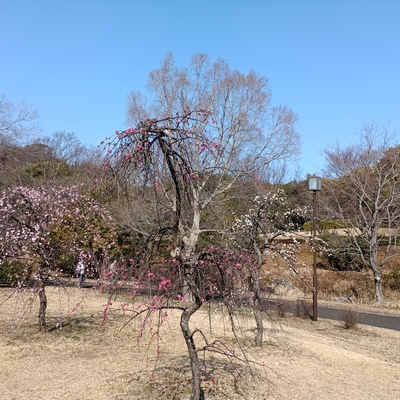 枝垂れ梅.jpeg