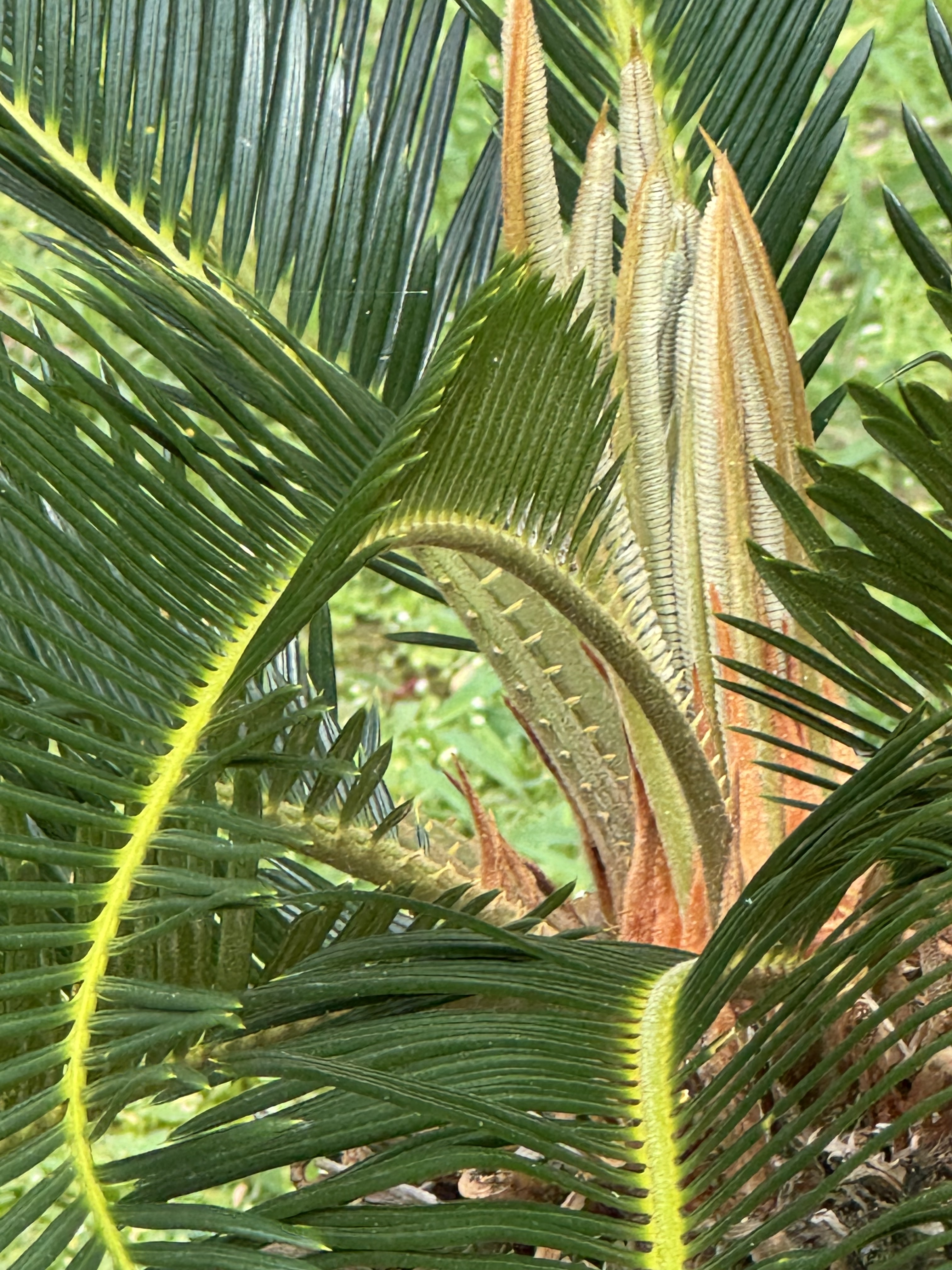 IMG_9273.jpeg