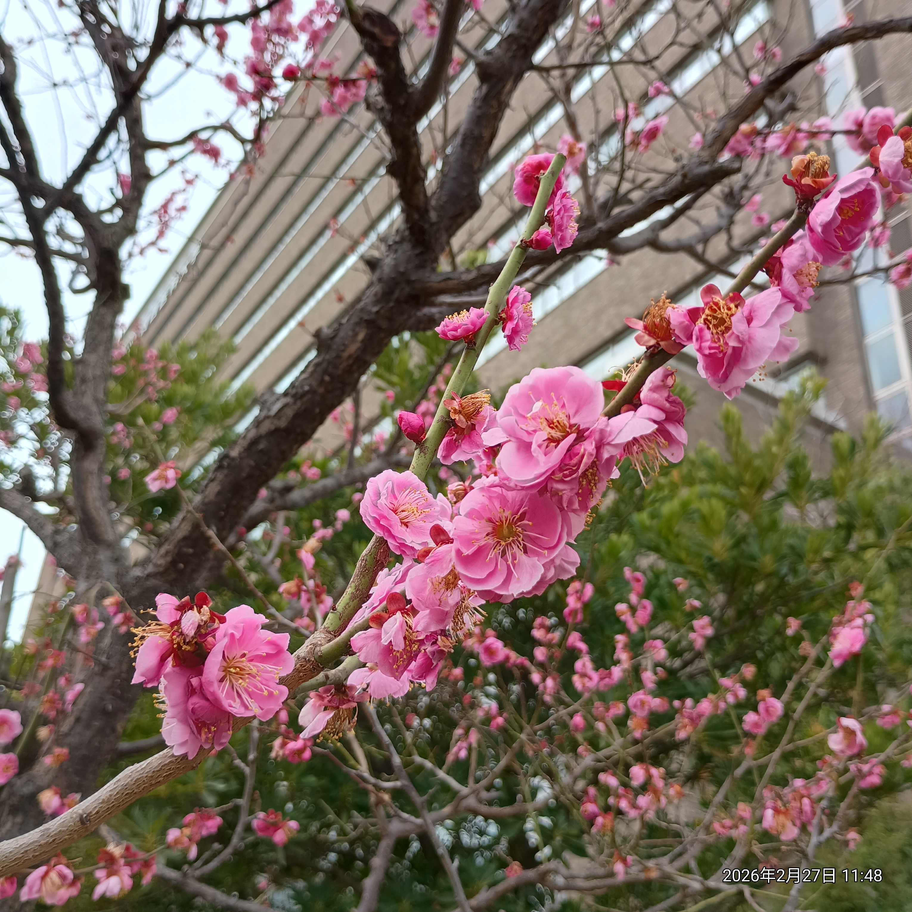 IMG_20260227_114843086_HDR.jpg
