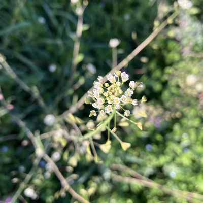 IMG_6597.jpeg