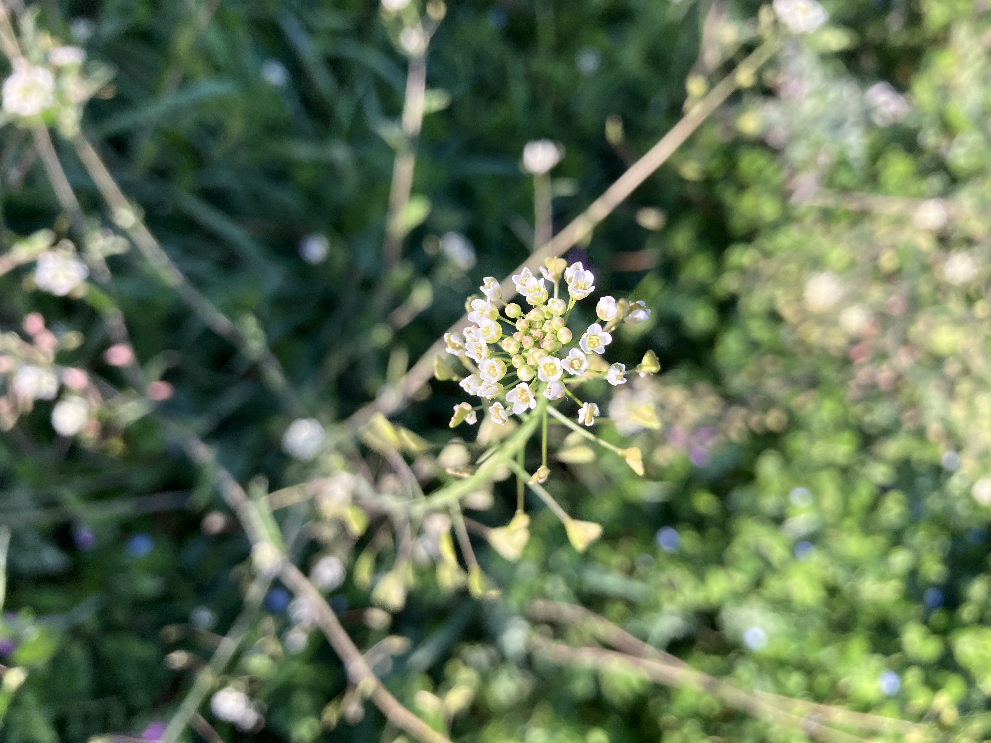 IMG_6597.jpeg