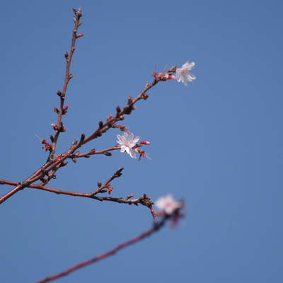桜.jpg