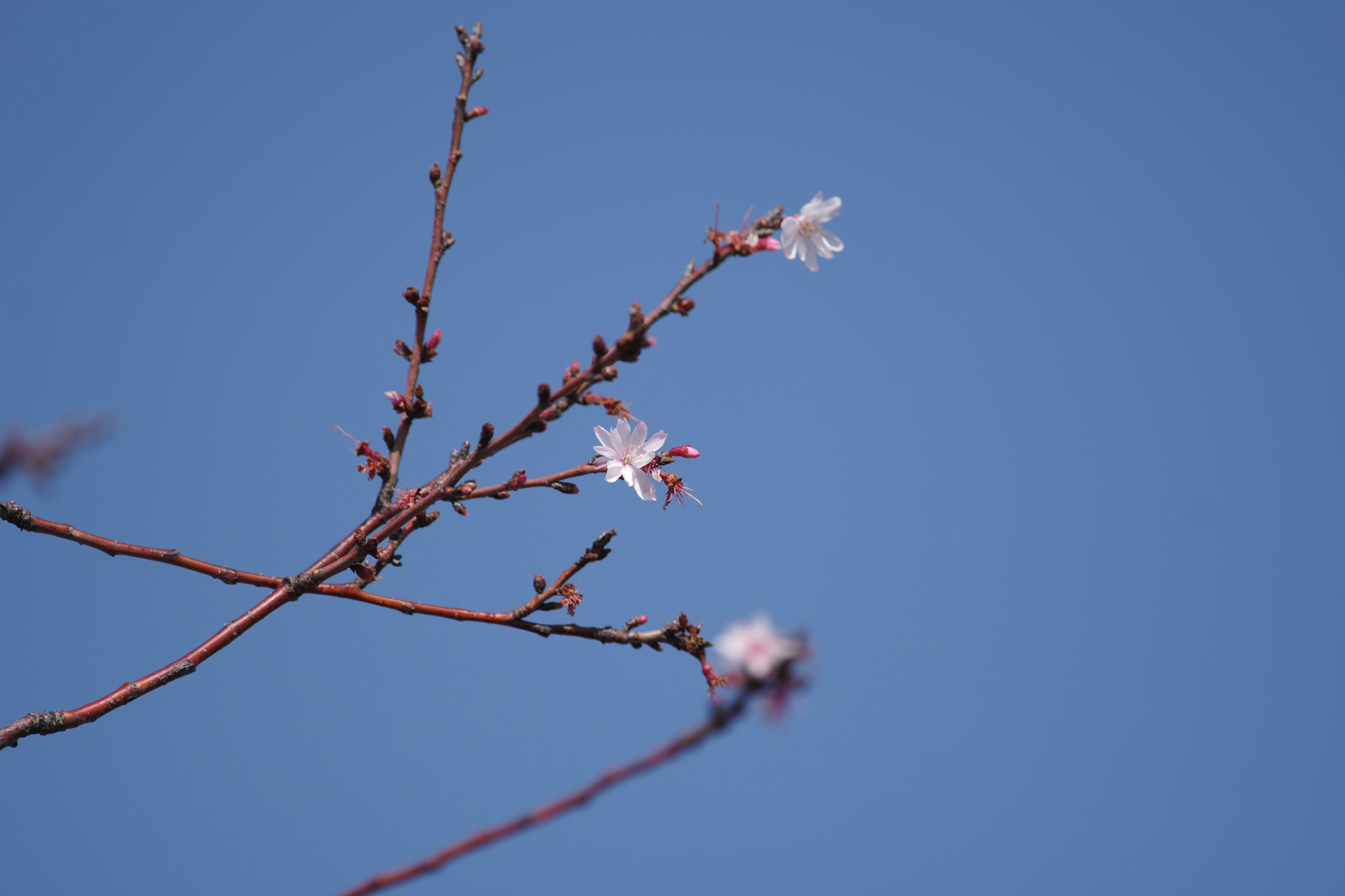 桜.jpg