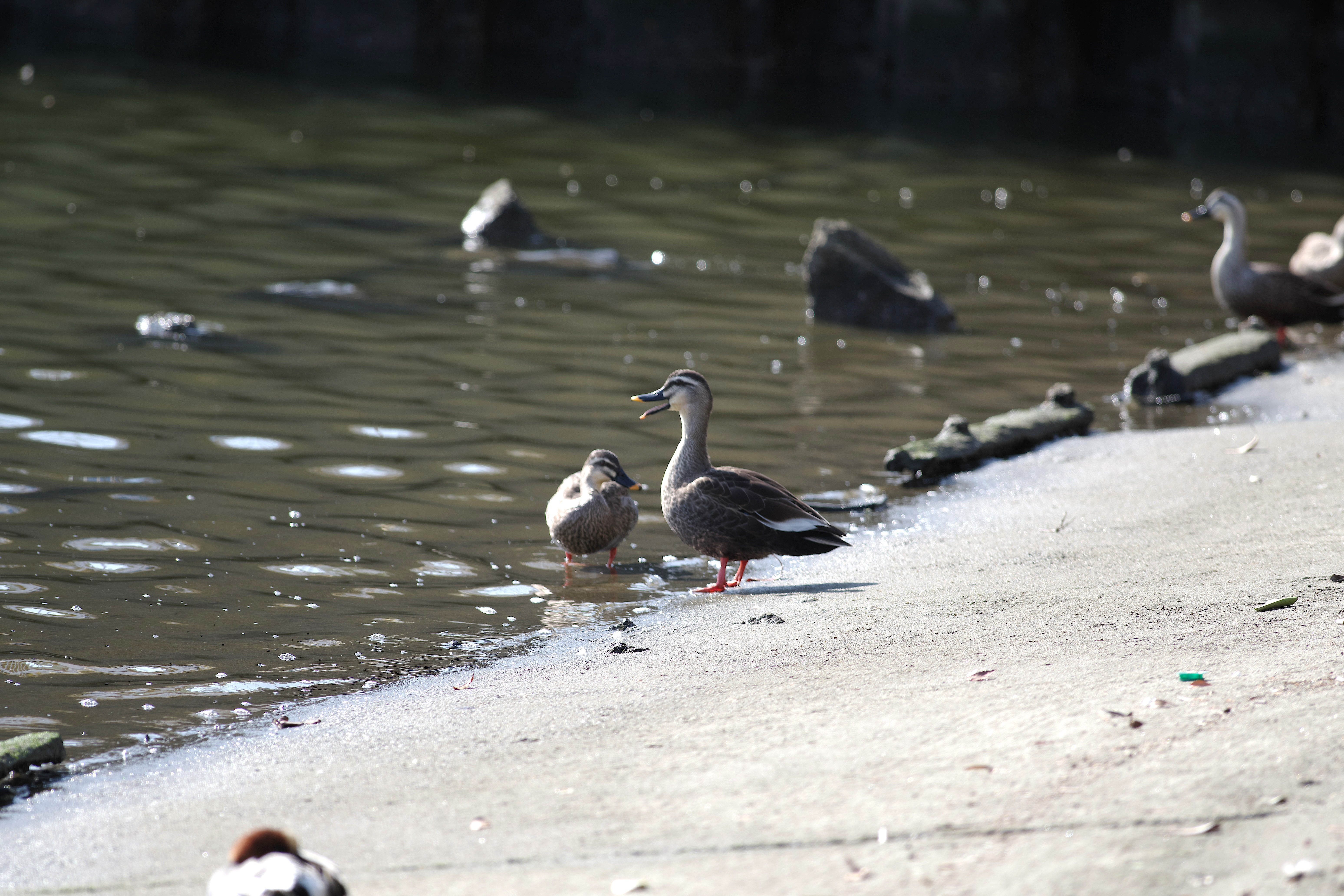 カルガモ3.jpg