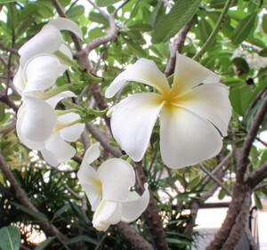 プルメリア_-_コピー.JPG