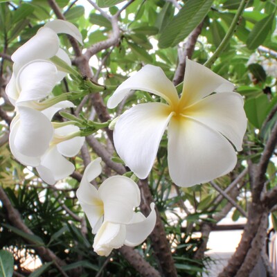 プルメリア_-_コピー.JPG
