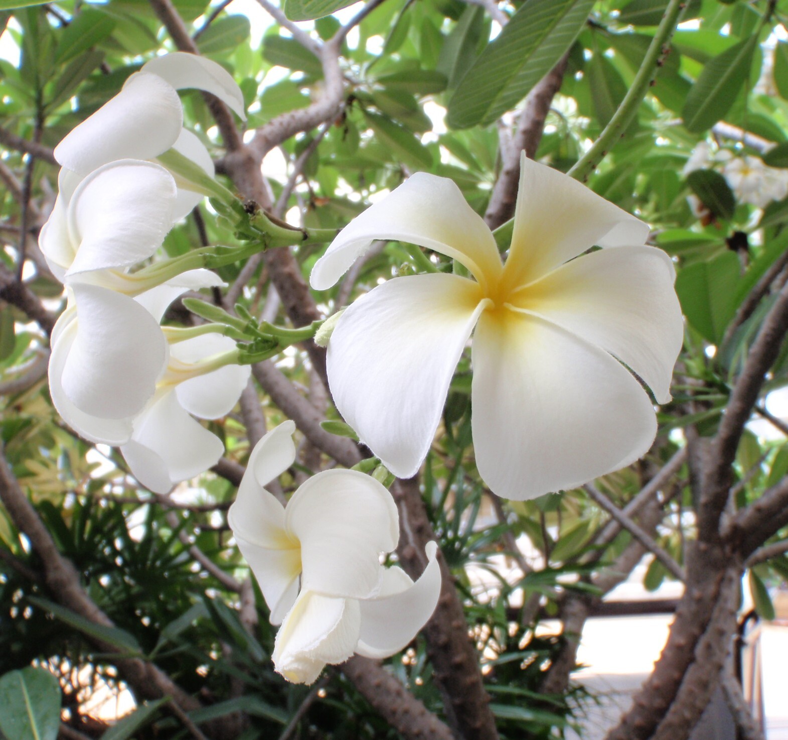 プルメリア_-_コピー.JPG
