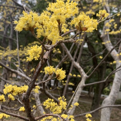 IMG_4291.jpeg