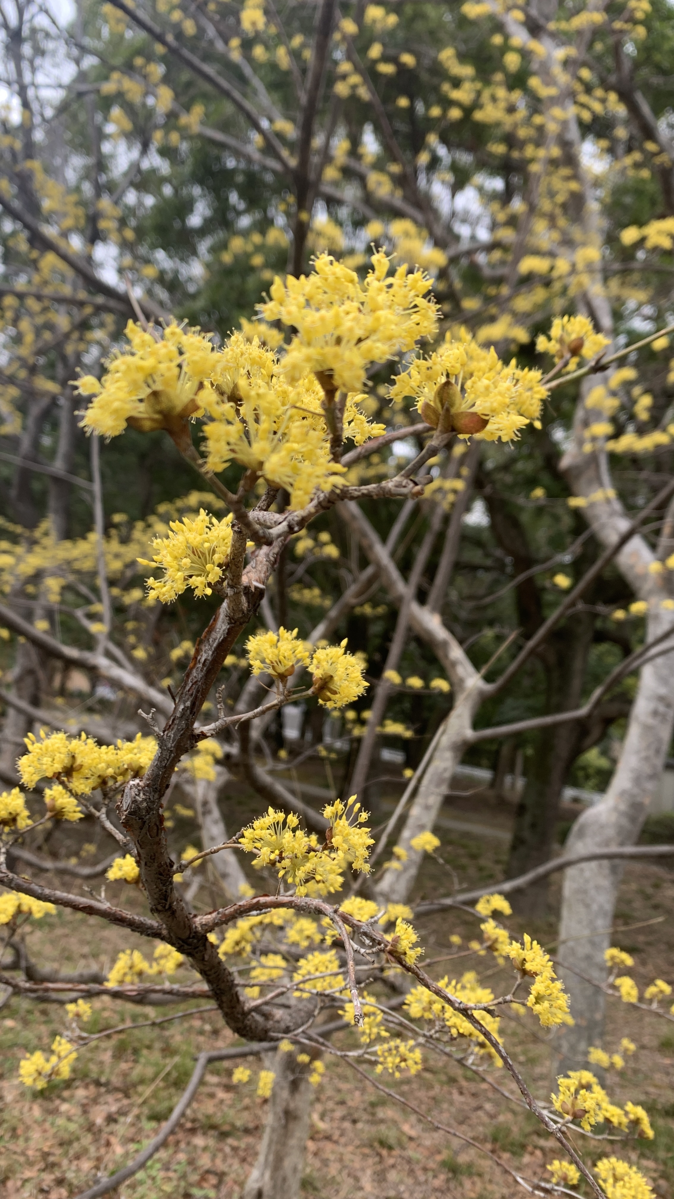 IMG_4291.jpeg