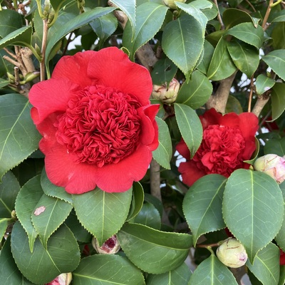 IMG_6682.jpeg