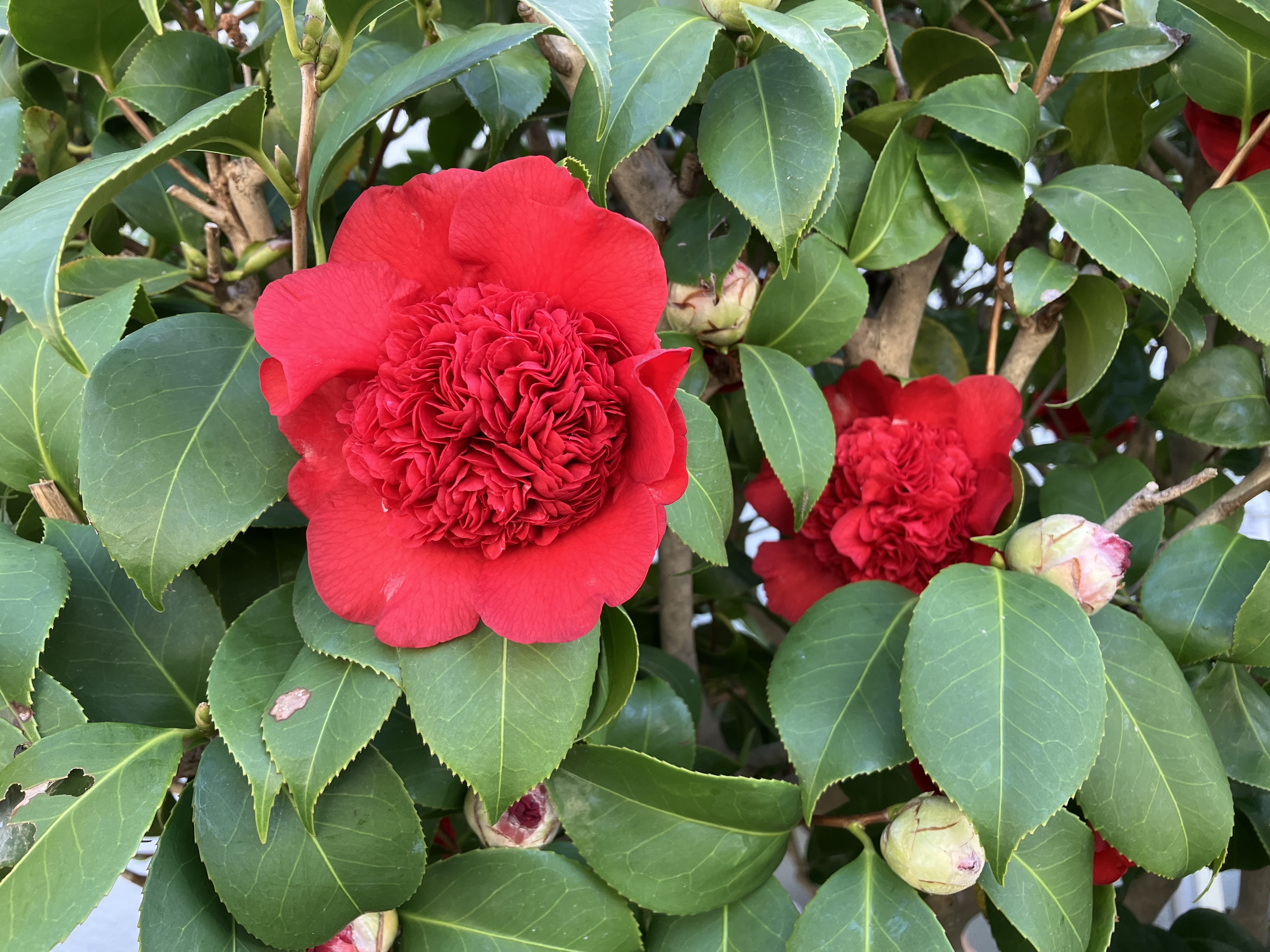 IMG_6682.jpeg