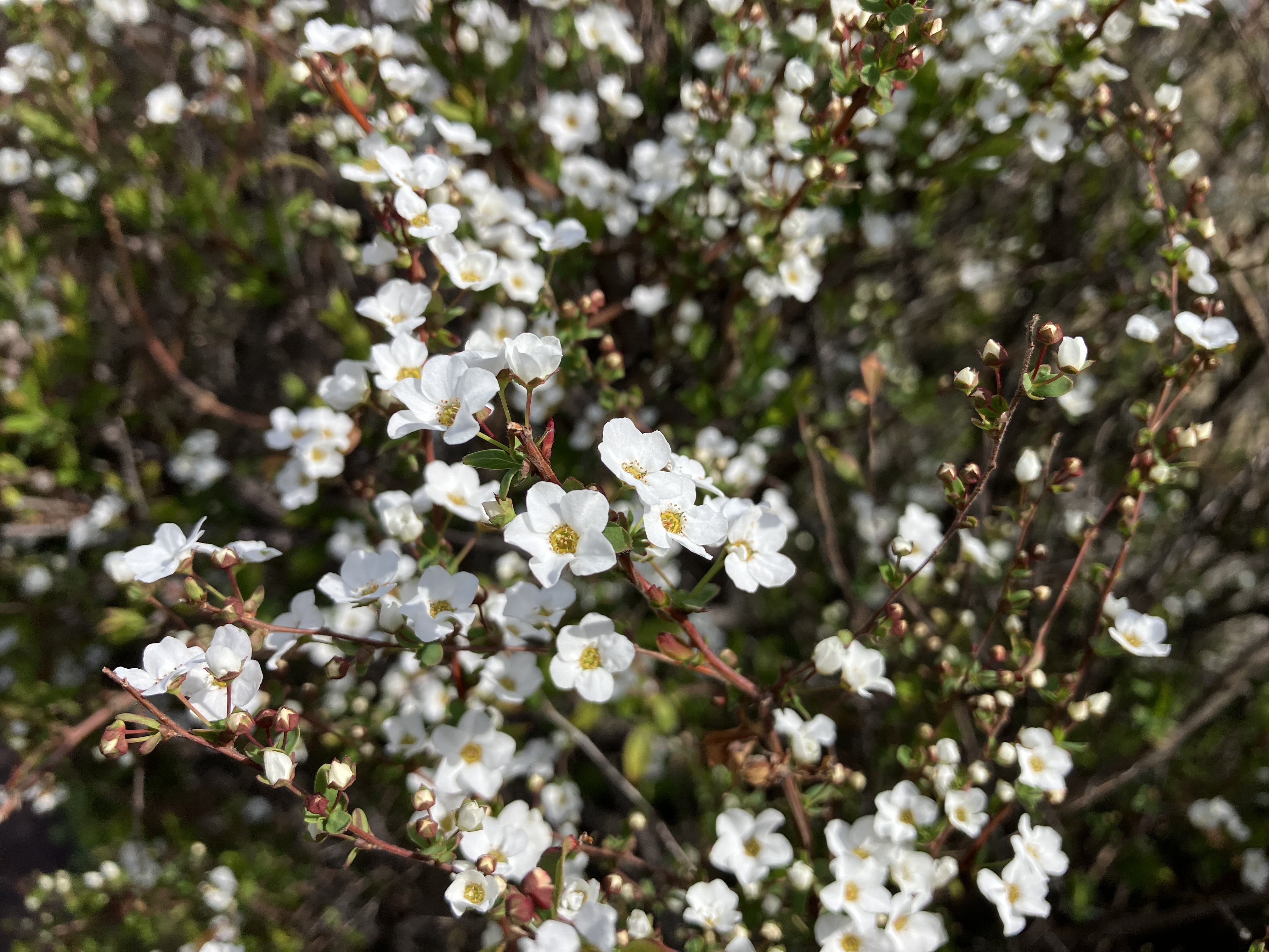 IMG_6679.jpeg