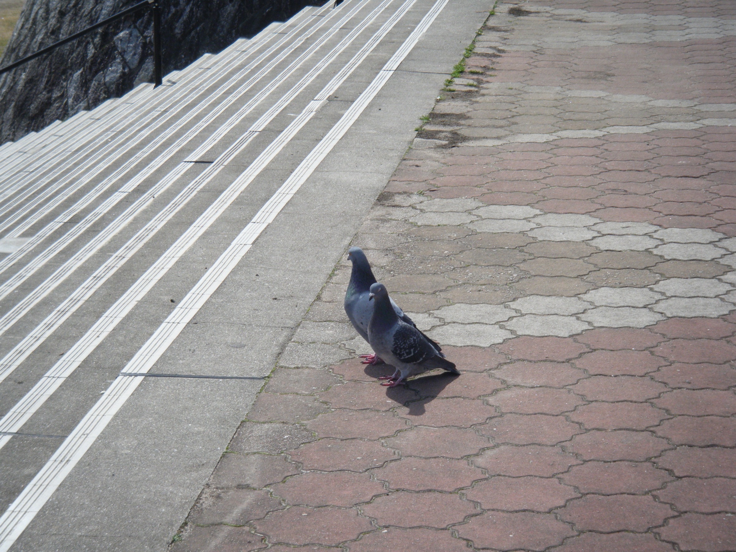 IMG_6690.jpeg