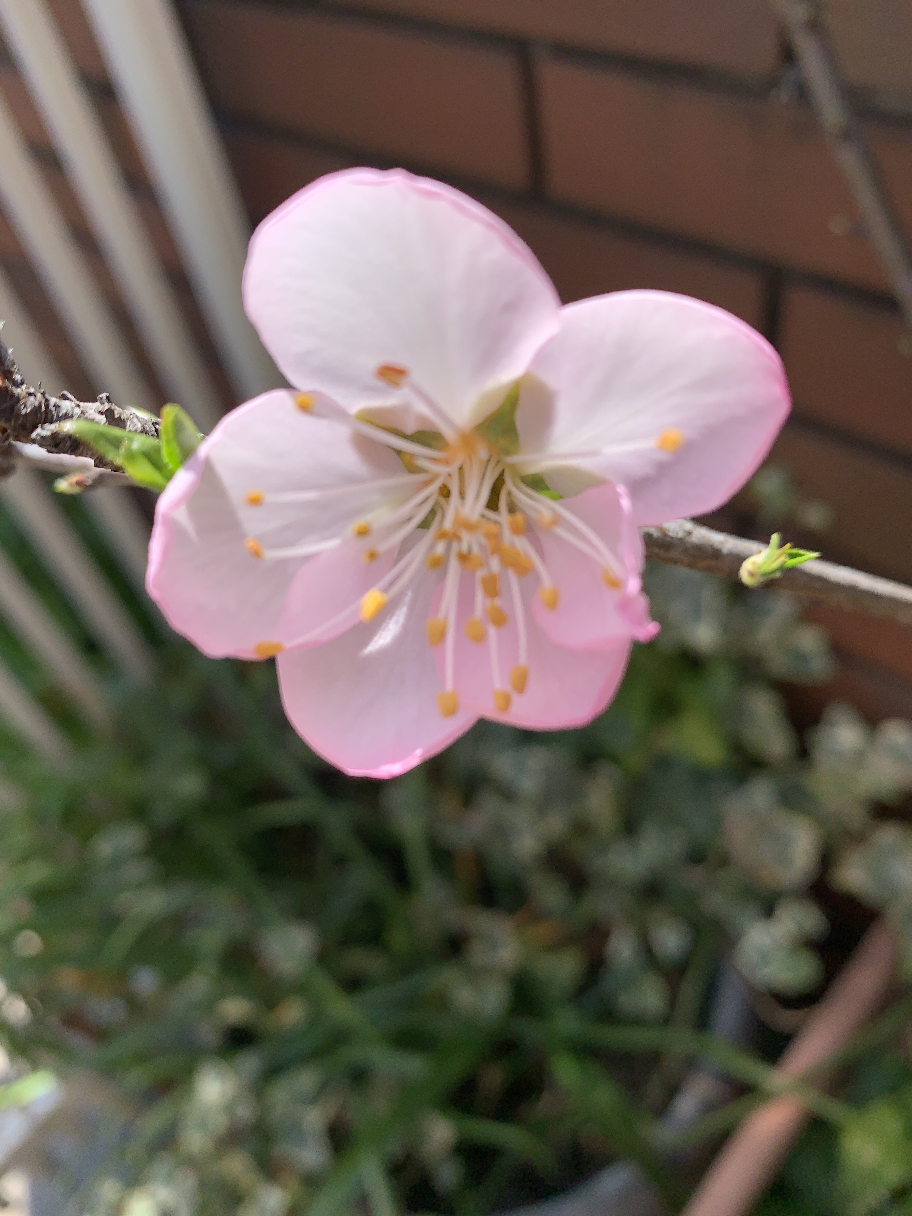 IMG_9206.jpeg