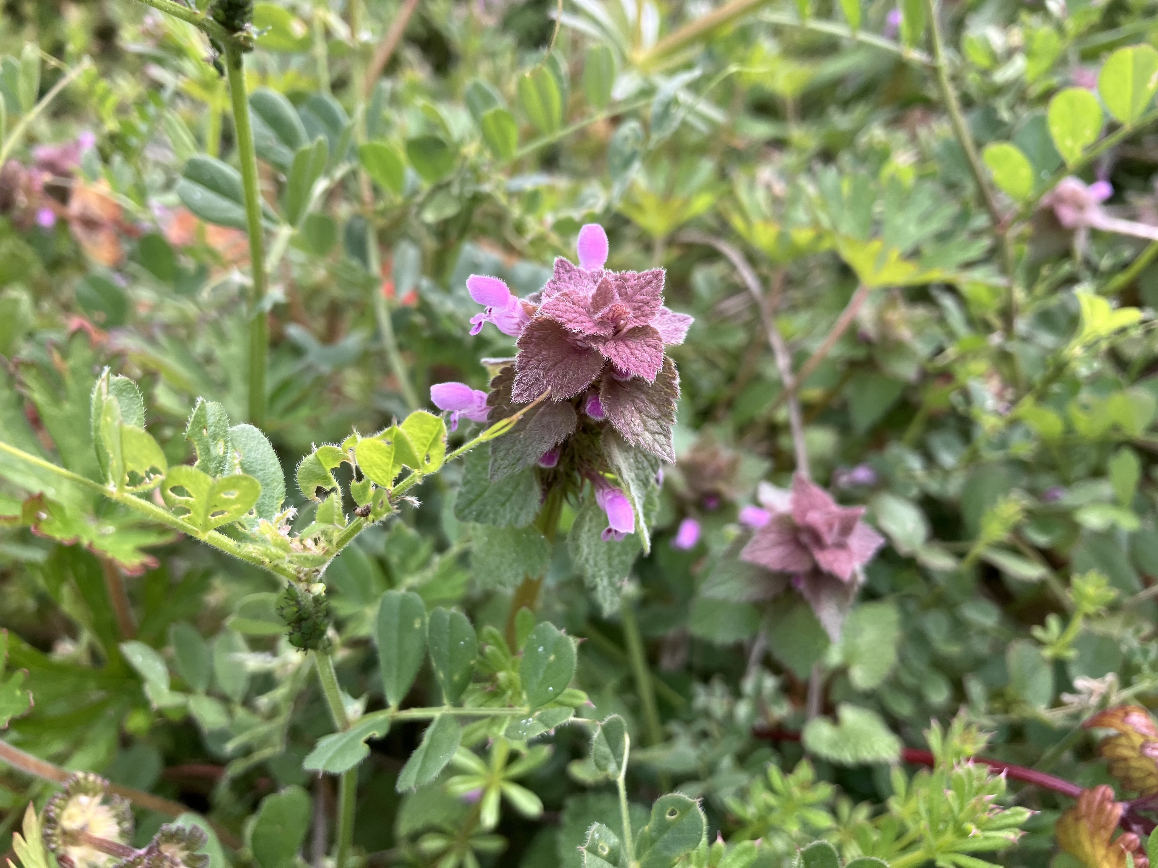 IMG_6709.jpeg