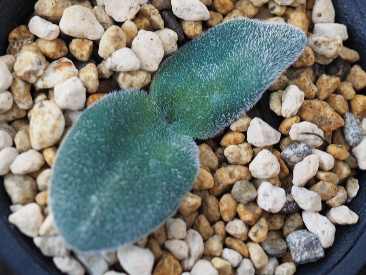 P3017317_1.jpg