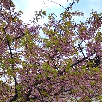 桜.jpeg