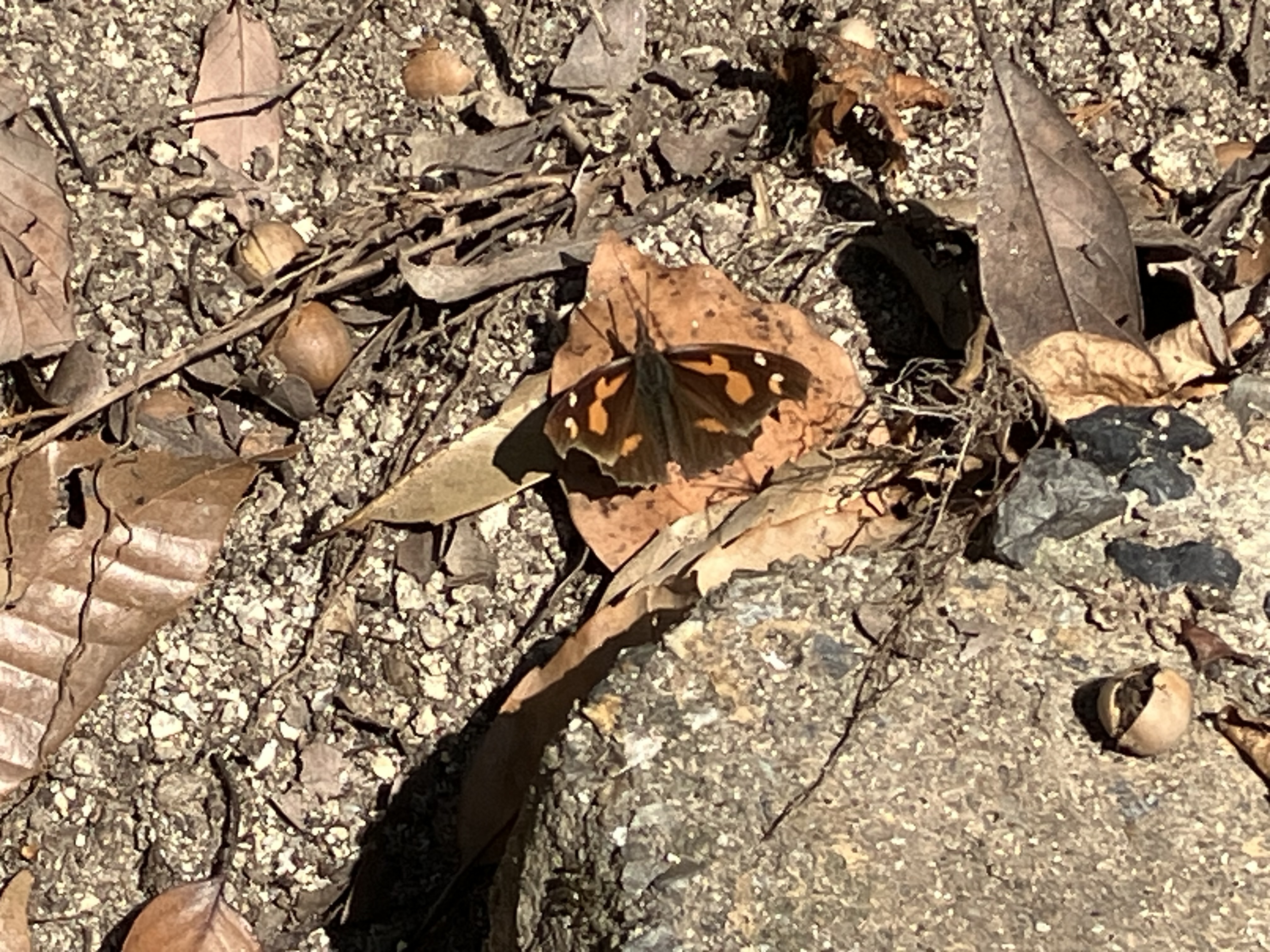 IMG_6807.jpeg