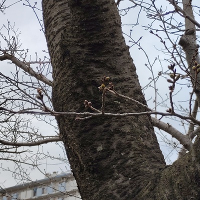 大島緋桜.jpeg