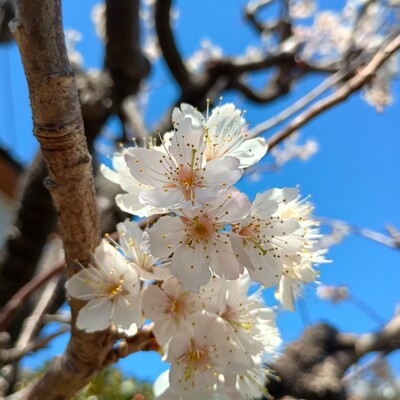 IMG_20260316_113329234_HDR_2.jpg