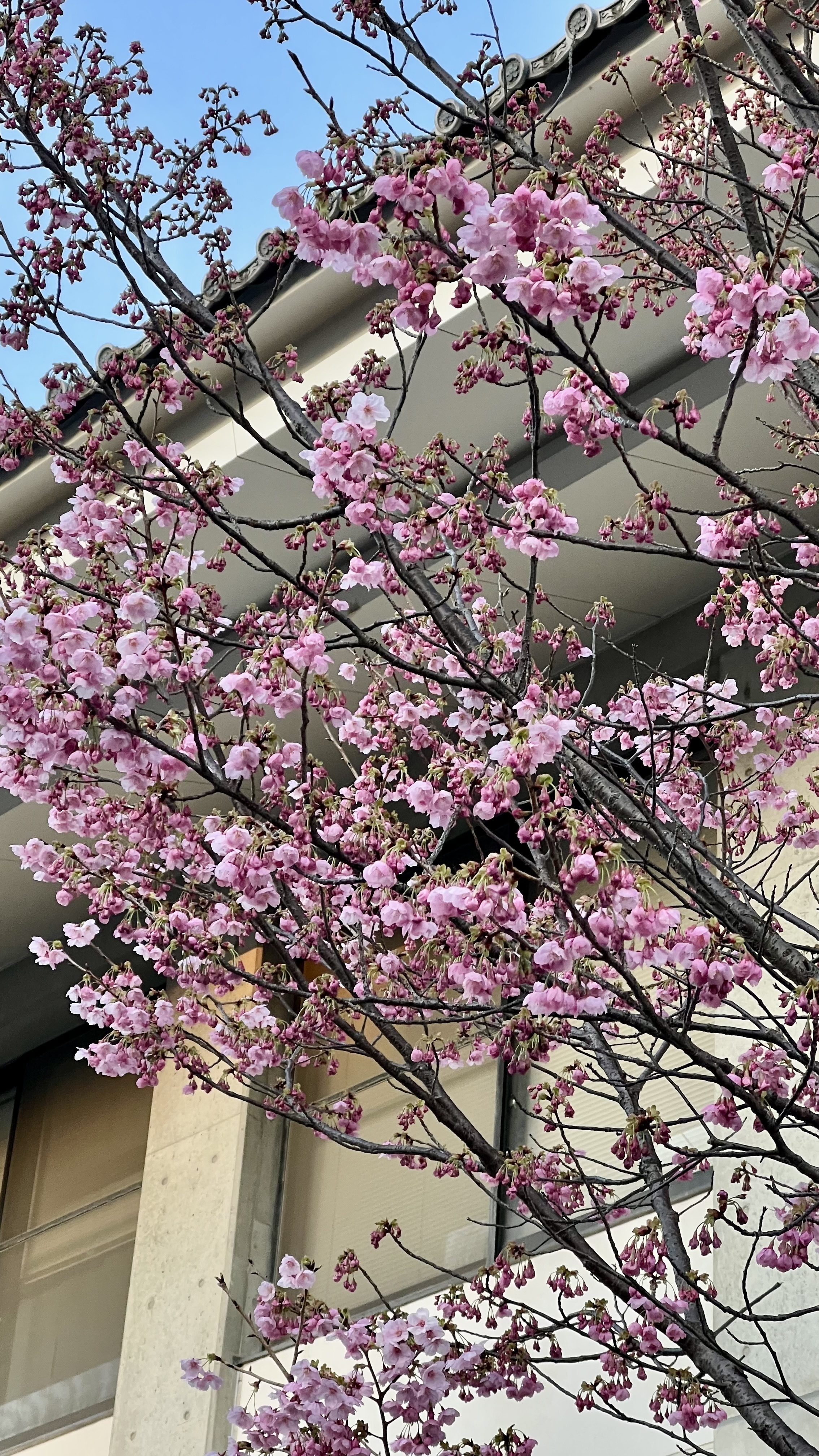 IMG_6408.jpeg