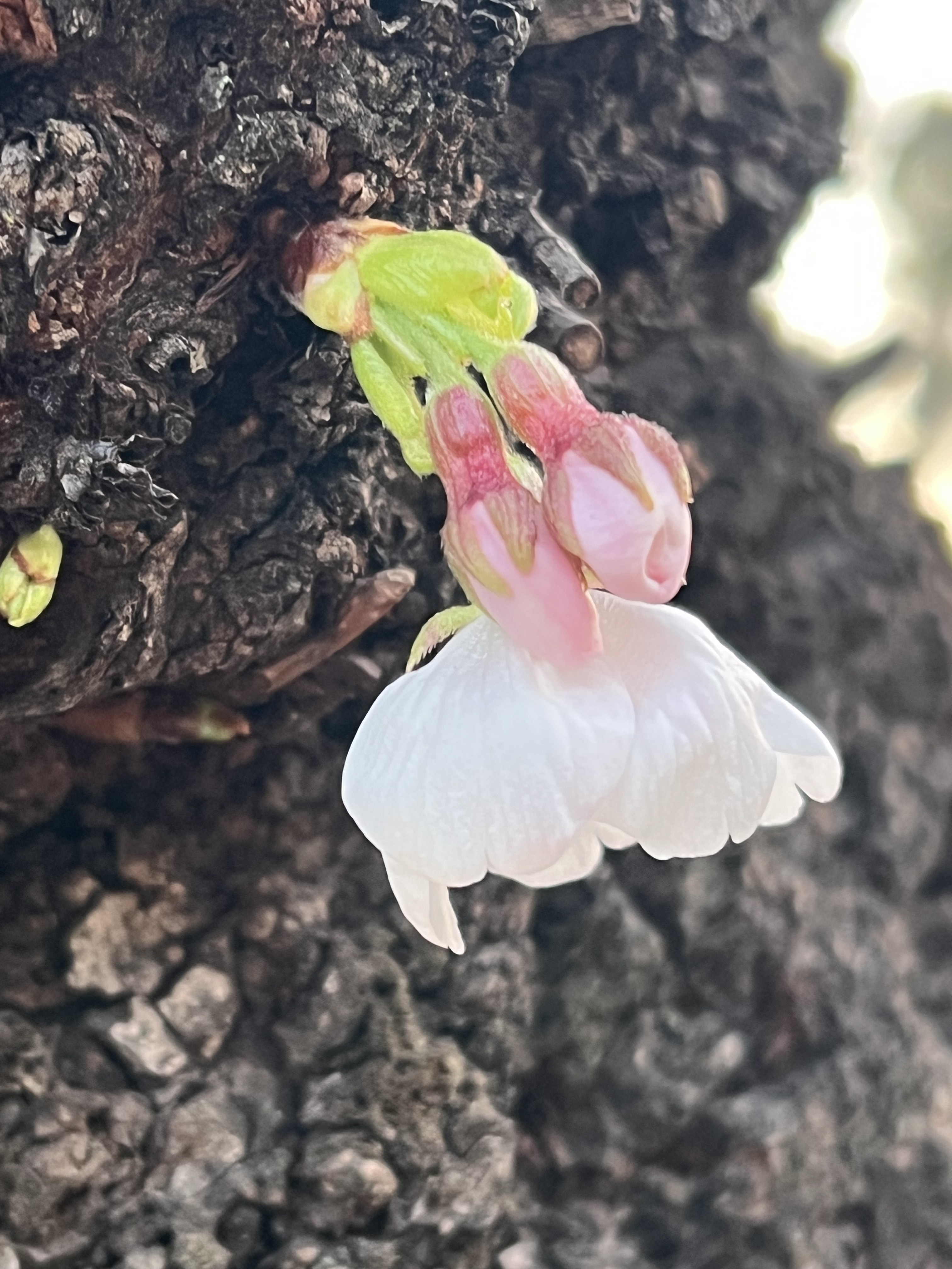 IMG_6420.jpeg
