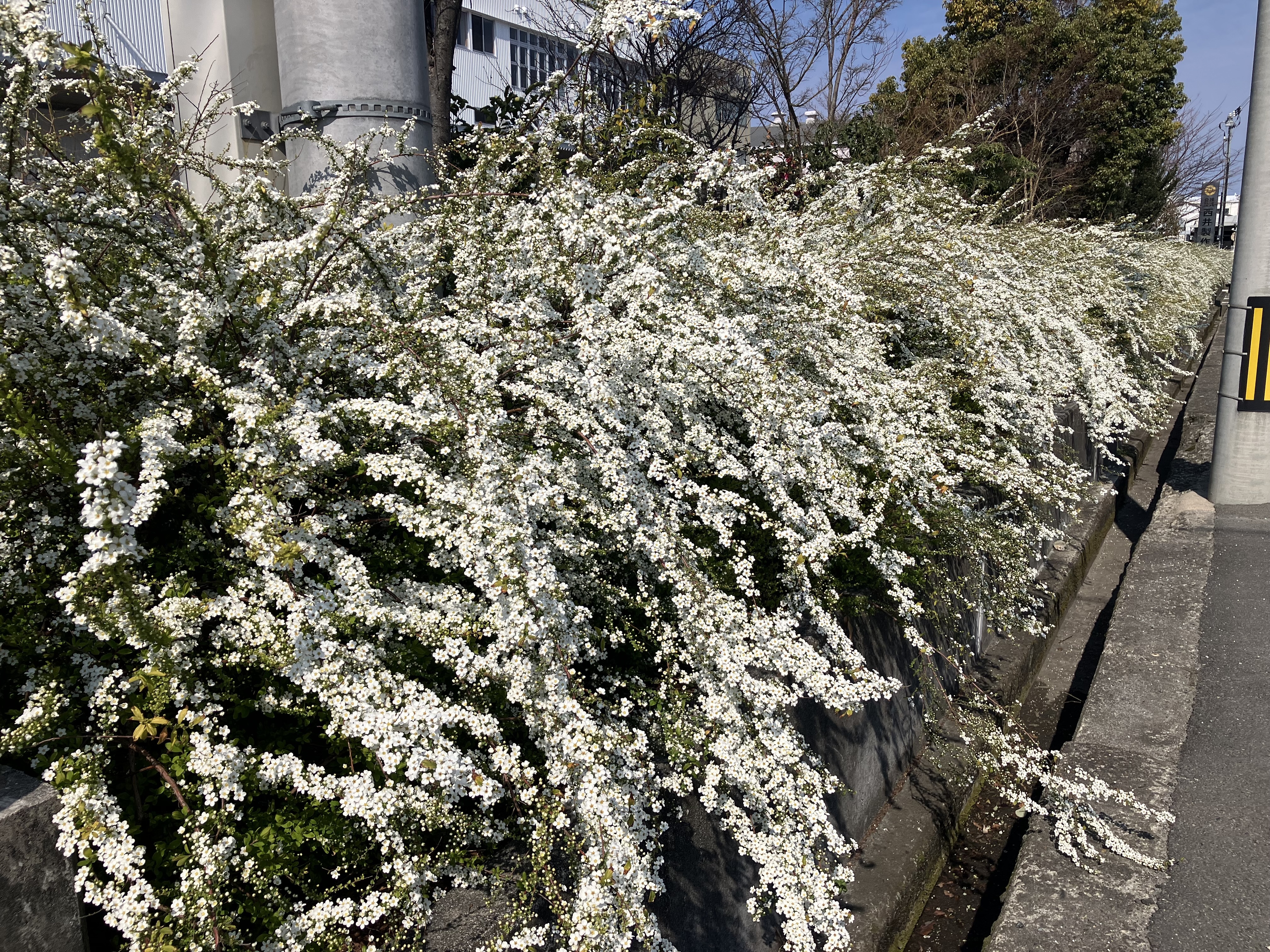 IMG_6789.jpeg