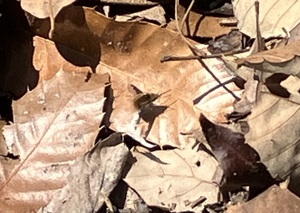 IMG_6876.jpeg