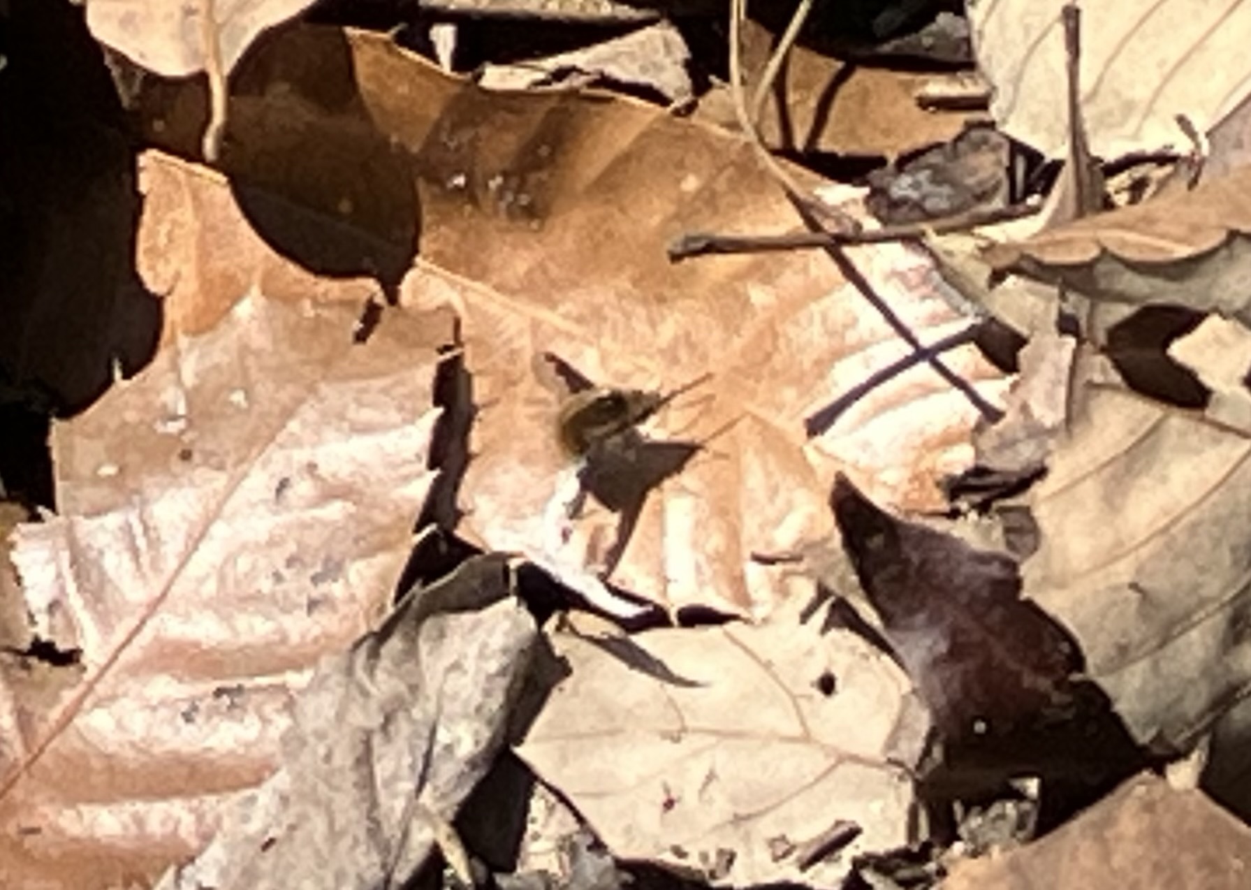IMG_6876.jpeg