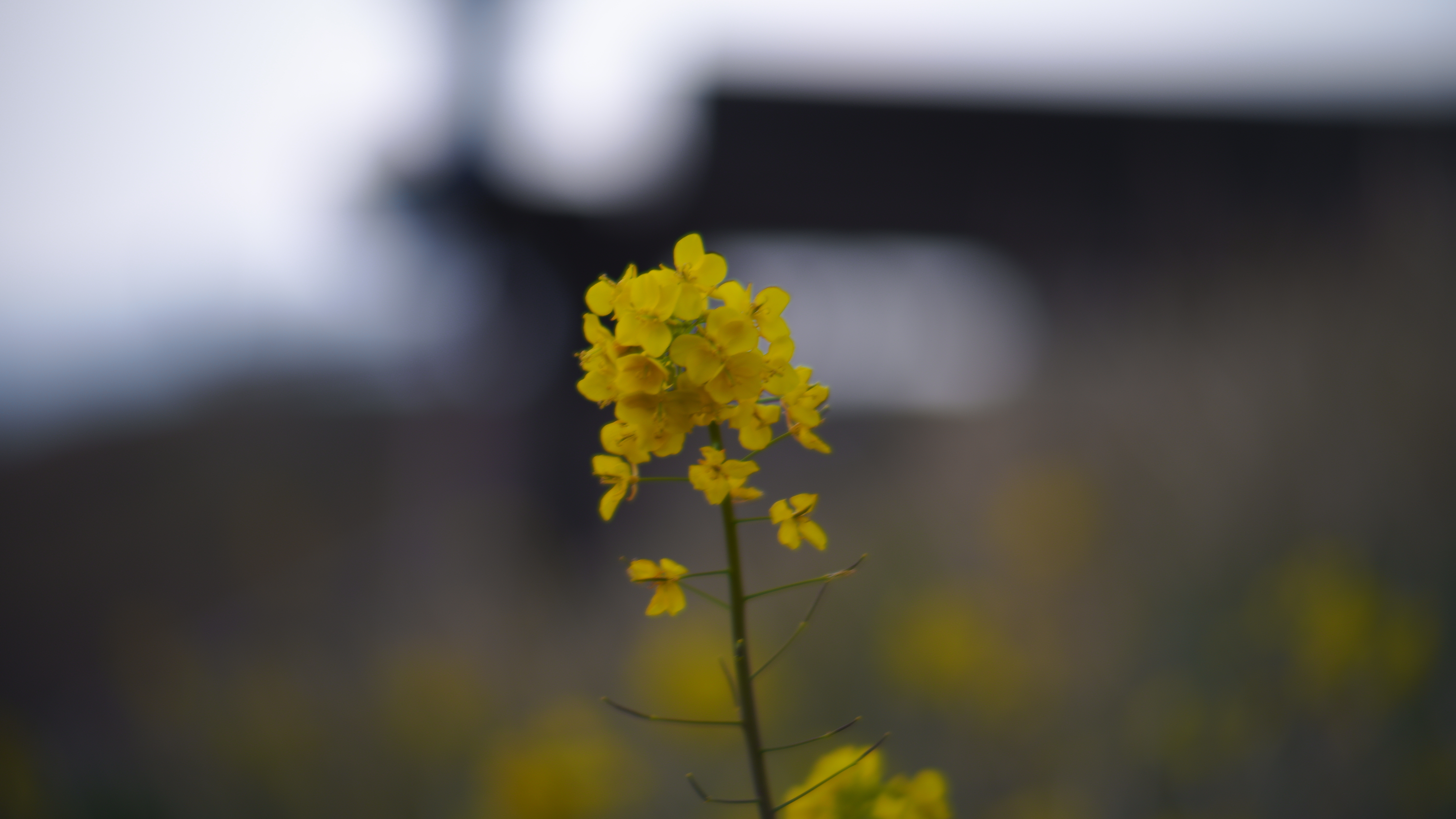 SDIM0119.JPG