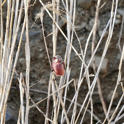 IMG_2706.jpeg