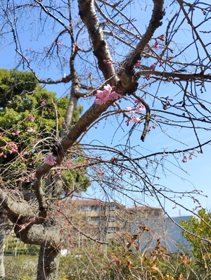 枝垂れ桜.jpeg
