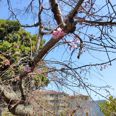 枝垂れ桜.jpeg