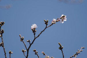 桜標準2.jpg