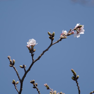 桜標準2.jpg