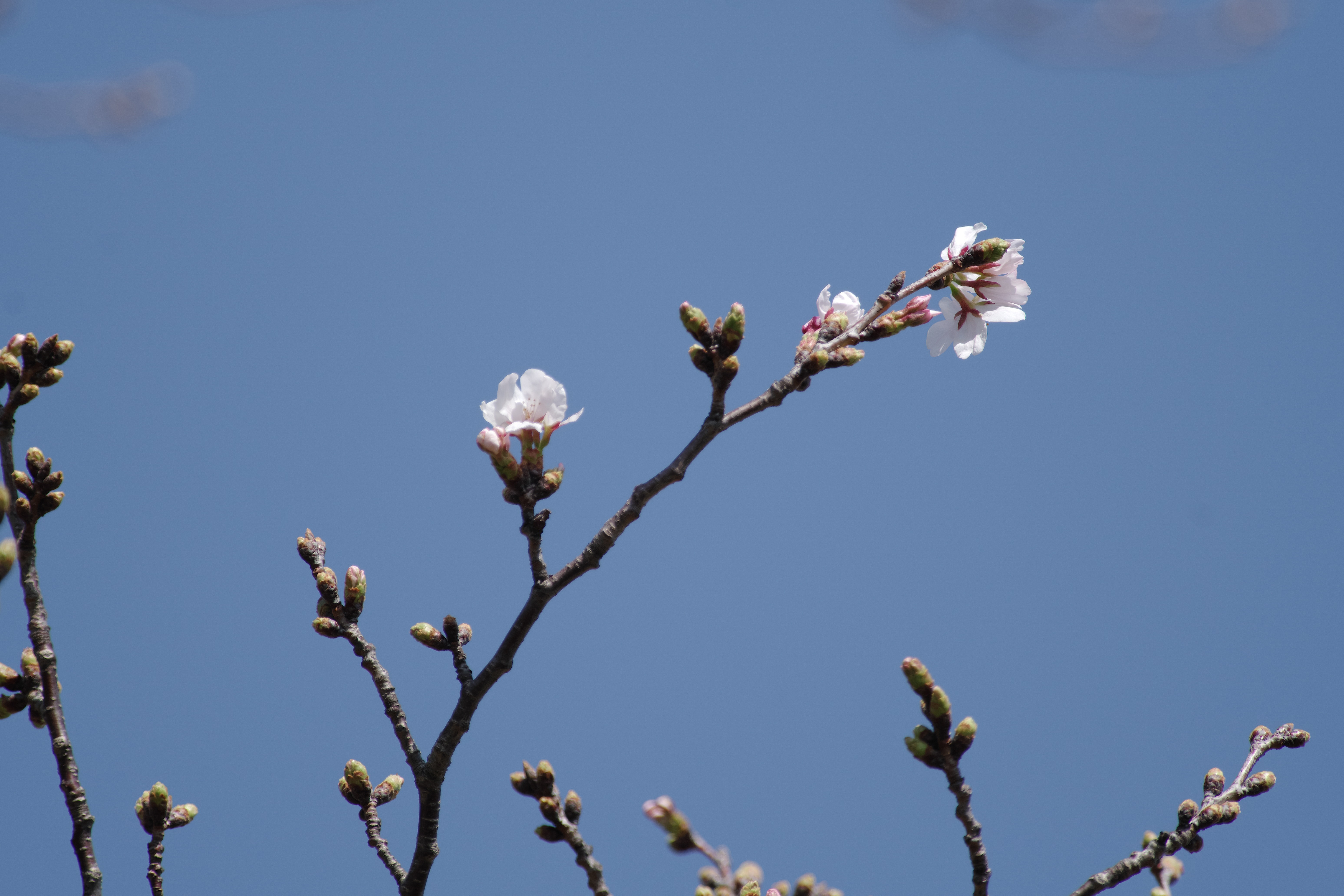 桜標準2.jpg