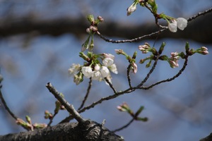 大島桜.jpg
