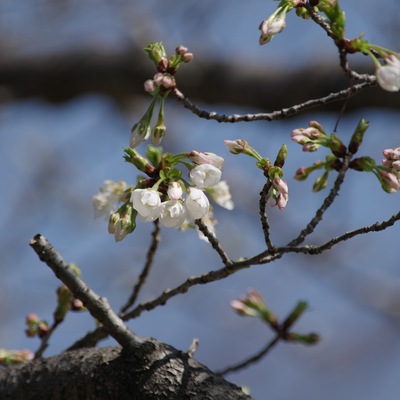 大島桜.jpg