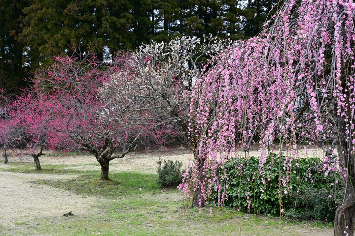 Z63_0165.JPG