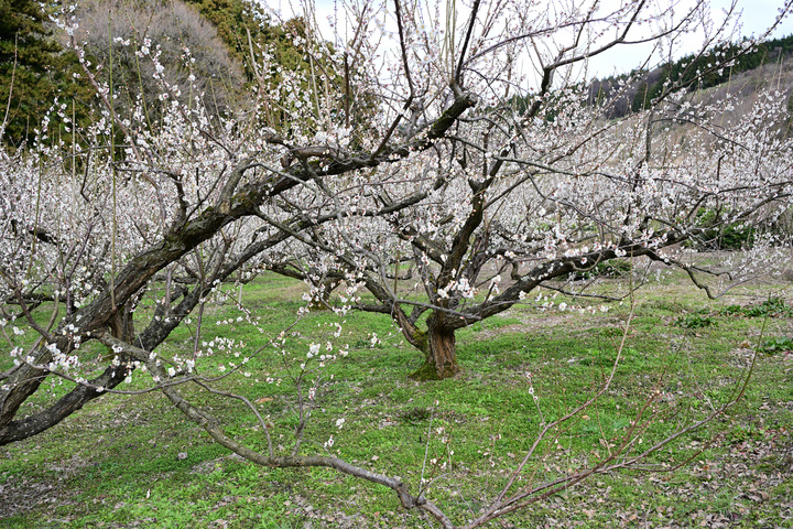 Z63_0179.JPG