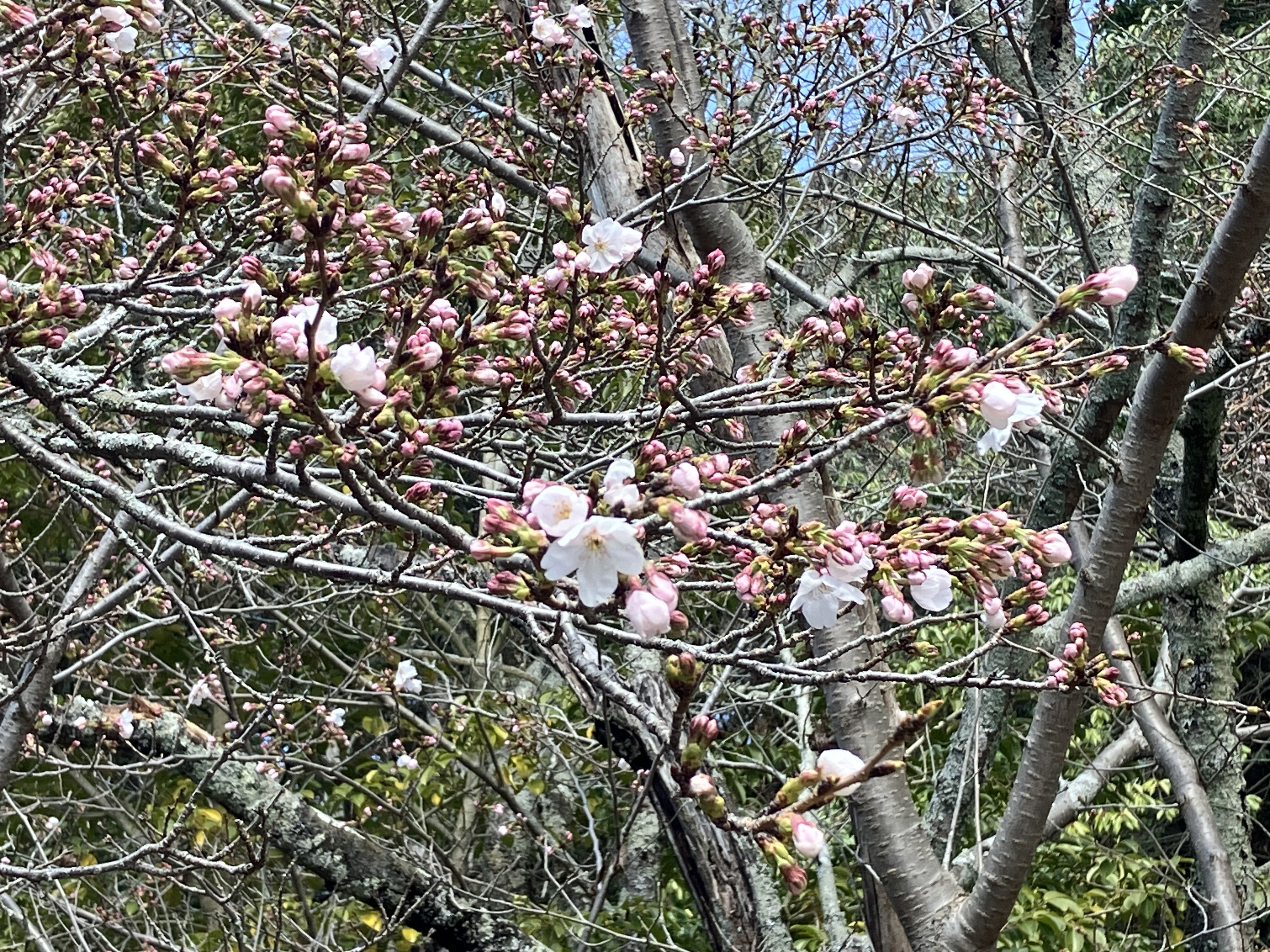 IMG_6941.jpeg