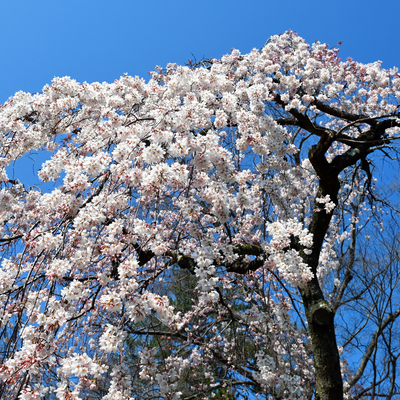 DSC_0565.jpg